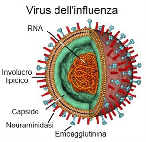 Virus influenza sbarcato da un gommone « ilTamTam.it il ... hiv cell diagram 