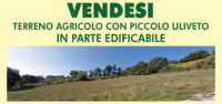 Terreno agricolo con piccolo uliveto