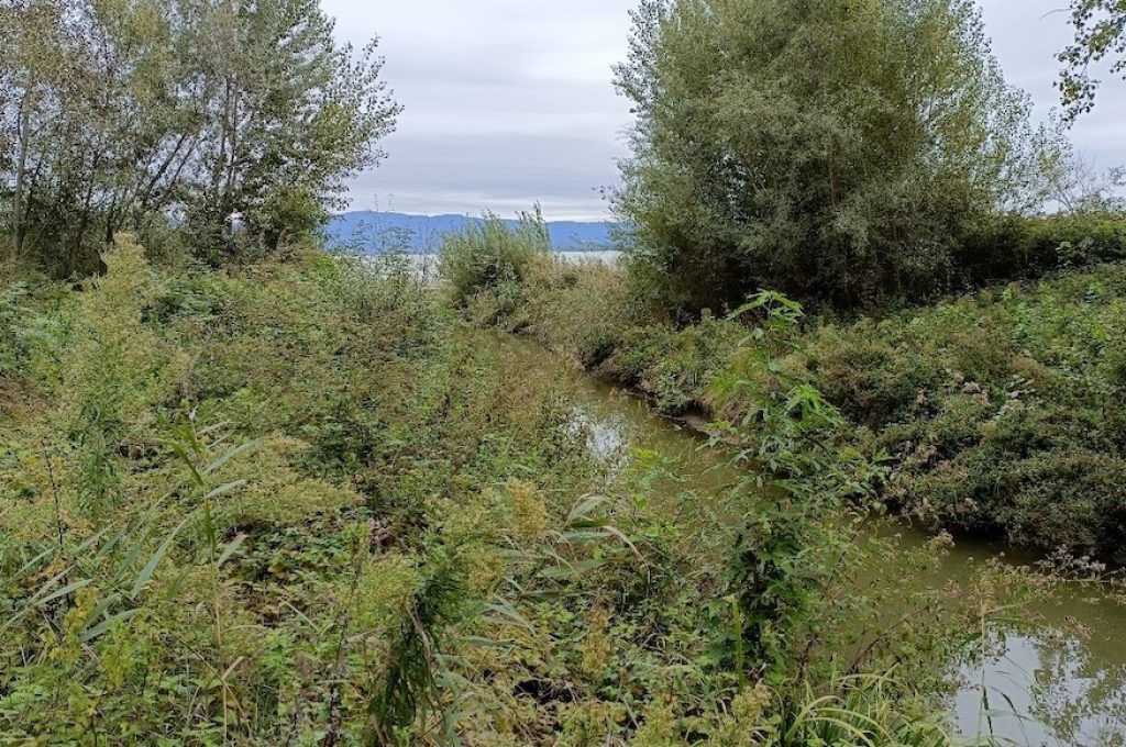 Lago trasimeno