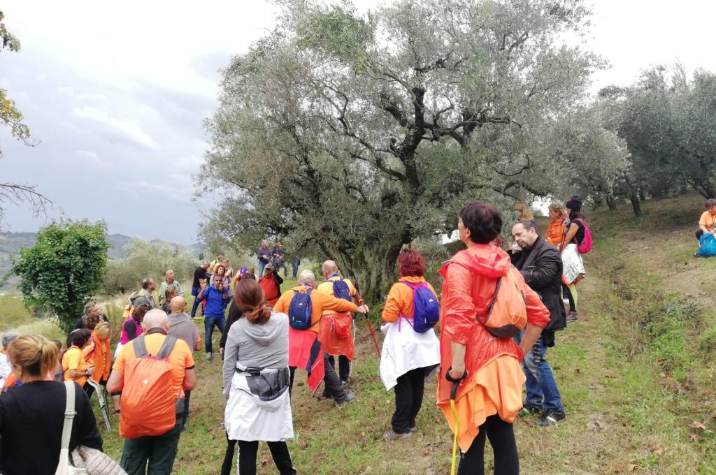 camminata tra gli olivi