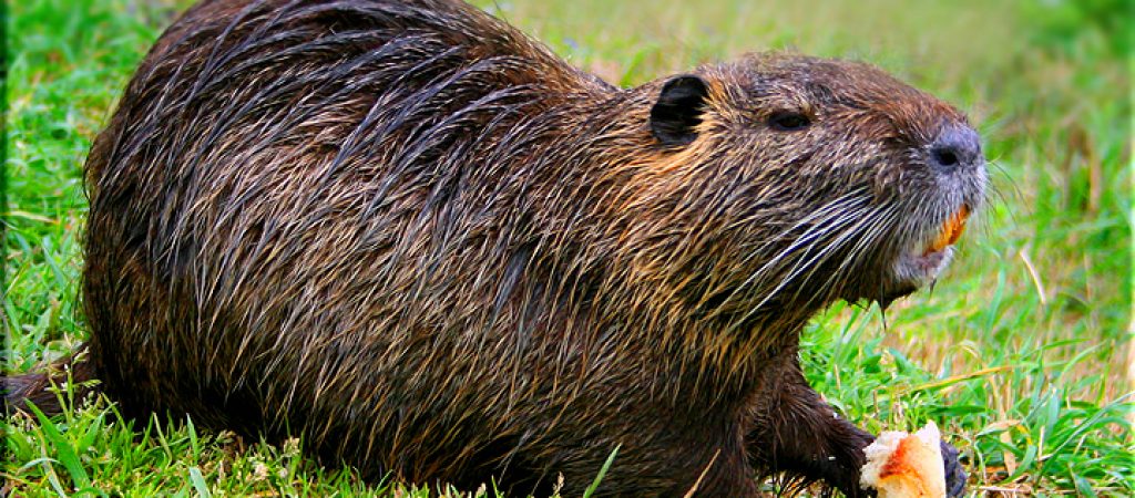 Argini Dei Fiumi A Rischio Per Colpa Delle Nutrie Iltamtam It Il Giornale Online Dell Umbria