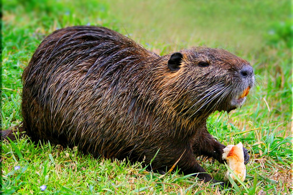 nutria