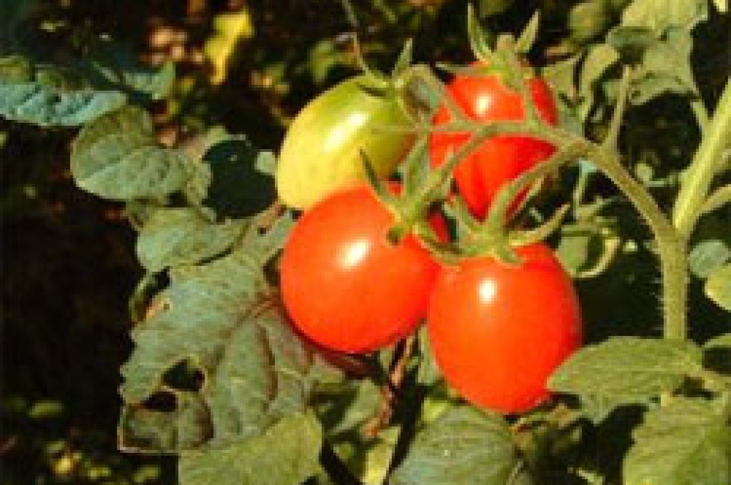 pomodori