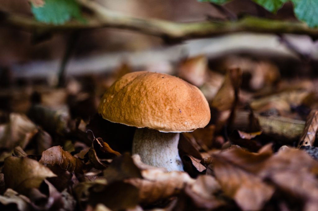 A vertical shot of a wild fungus growing in a forest under the sunlight with a blurry background